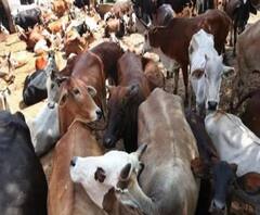 Cattle smuggling: গরু পাচারকাণ্ডের তদন্তে ১ DIG-সহ ৪ BSF অফিসারকে নোটিস CBI-এর