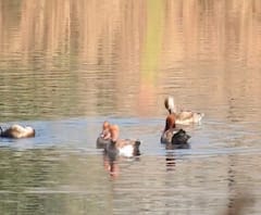 Ducks in Uran | युरोप, सैबेरियातून पक्ष्यांचं स्थलांतर, उरणमध्ये लालसरी आणि नयनसरी बदकांचं दर्शन!