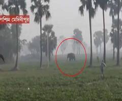 শীত পড়তেই চন্দ্রকোনায় হাতির তাণ্ডব, নষ্ট হল কয়েক বিঘা জমির আলু