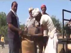 એરંડાના ભાવમાં ફરી કડાકો, ભાવ ઘટતા આવકમાં થયો ઘટાડો