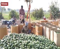 लगातार गिर रहे किसान की उपज के दाम, कहां जाए परेशान अन्नदाता ? | Farmers Protest | ABP Ganga 