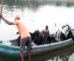 Viral Video | शेळ्या मेंढ्यांचा बोटीतून प्रवास, सिंधुदुर्गाच्या मसुरे खोतजुवा गावातील दृश्य व्हायरल!