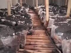 This family in Bihar turned house into 'field' to grow Mushrooms amid lockdown 