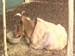 This is UP govt's initiative to protect cows from cold 