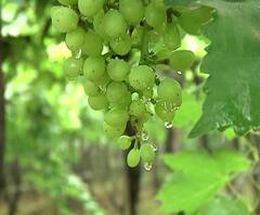 शेती जगत| ढगाळ वातावरणाचा द्राक्ष पिकांना फटका| गावागावात काय आहे शेतीची परिस्थिती?| 15 डिसेंबर 2020