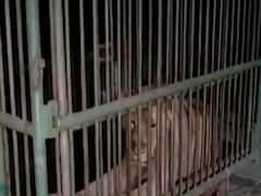 જૂનાગઢમાં બાળકી પર હુમલો કરનાર સિંહ પાંજરે પુરાયો, જુઓ વીડિયો