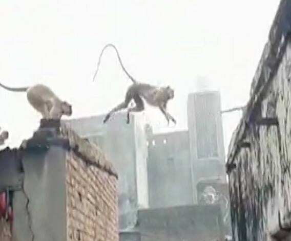 Monkeys harass | औरंगाबादच्या उपळी गावात वानरसेनेचा उच्छाद, 200 ते 300 वानरांचा गावात मुक्काम