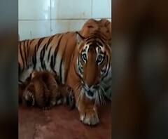 औरंगाबादमधील सिद्धार्थ प्राणीसंग्रहालय नव्या पाहुण्यांचं आगमन, समृद्धी वाघिणीकडून पाच बछड्यांना जन्म