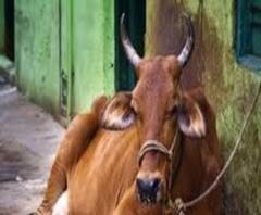 সকালের সব সেরা খবর, আনন্দ সকাল (২): গরুপাচারকাণ্ডে চার BSF অফিসারকে নোটিস