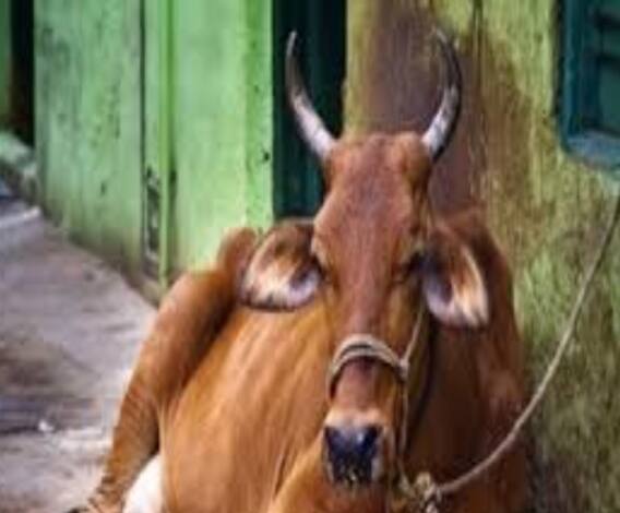 সকালের সব সেরা খবর, আনন্দ সকাল (২): গরুপাচারকাণ্ডে চার BSF অফিসারকে নোটিস