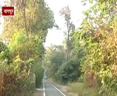 मल्टिमॉडल हबसाठी झाडं तोडणार, एक हजारांवर झाडं तोडण्यास विरोध, जंगल वाचवण्यासाठी नागपूरकर एकवटले