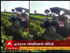દ્વારકાઃ પુરતા ભાવ ના મળતા ખેડૂતે શાકભાજીના પાક પર ફેરવ્યુ મશીન, જુઓ વીડિયો 