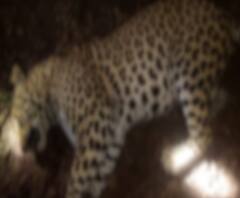 Solapur Leopard Killed | सोलापूर जिल्ह्यातल्या नरभक्षक बिबट्याला मारण्यात अखेर यश, वनविभागाची कारवाई