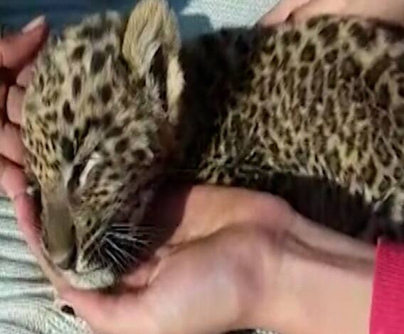 leopard calf | शिरुर तालुक्यातील आंधळगाव येथे नवजात बिबट्याच्या बछड्याला स्थानिकांकडून जीवदान