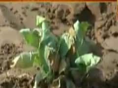 ગાંધીનગરઃ માણસામાં કેનાલના પાણીના ભરોસે વાવેતર કરતા ખેડૂતોને નુકસાનની આશંકા