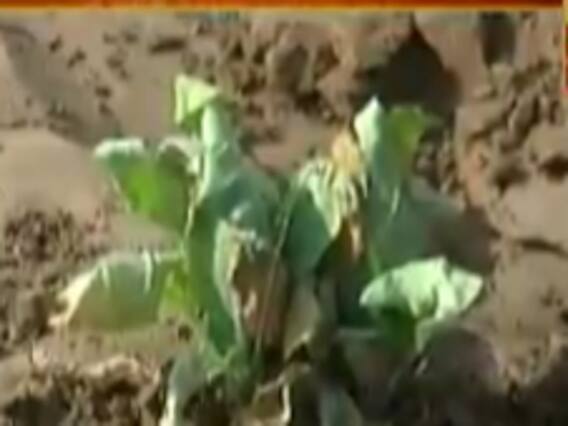 ગાંધીનગરઃ માણસામાં કેનાલના પાણીના ભરોસે વાવેતર કરતા ખેડૂતોને નુકસાનની આશંકા