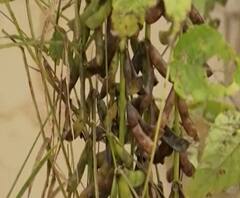 Osmanabad | नुकसान भरपाईसाठी विमा कंपन्यांच्या जाचक अटी; शेतकरी भरपाईपासून वंचित राहणार?