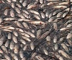 Kolhapur | इचलकरंजीजवळ तेरवाढ बंधाऱ्यात दूषित पाण्यामुळे लाखो मासे मृत्युमुखी