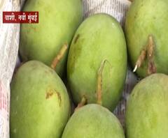 Hapoos Mango | अवकाळी पावसाचा फटका, हापूस यंदा उशीरा दाखल होणार 