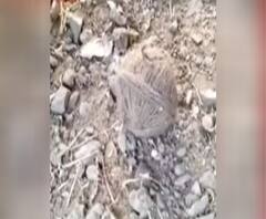 Birbhum: লাভপুরে বিজেপি নেত্রীর বাড়ির সামনে বোমাবাজি, অভিযুক্ত তৃণমূল 