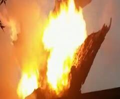 सापाला बाहेर काढण्यासाठी झाडाला लावली आग, फायर ब्रिगेडकडून सापाची सुटका, यवतमाळमधील प्रकार