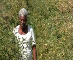 शेती जगत | तूर शेतीतून भरघोस उत्पन्न, एकरी 8 क्विंटलचं उत्पादन,सव्वापाच लाखांच्या उत्पन्नाची अपेक्षा