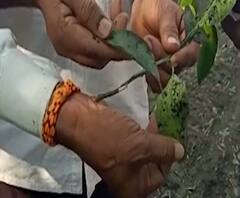 वाशिममधील संत्रा उत्पादक संकटात, बुरशीजन्य रोगामुळे शेतकरी त्रस्त, संत्रा बागेवर रोगाचा प्रादुर्भाव