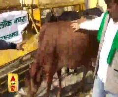 जब Farmers Protest में हुई गायों की एंट्री| Ghaziabad| ABP Ganga 