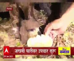 Bhiwandi | दोन दिवसापासून झाडावर अडकलेल्या घारीची अग्निशमन दलाकडून सुटका