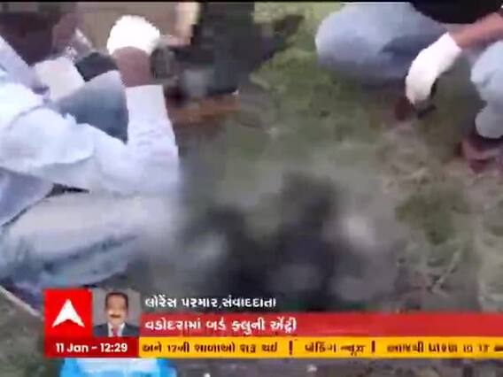 વડોદરા જિલ્લામાં પણ બર્ડ ફ્લૂની થઇ પુષ્ટી, પાંચ કાગડામાં જોવા મળ્યા બર્ડ ફ્લૂના વાયરસ