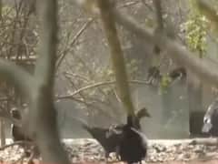 Kanpur Zoo में पक्षियों में Bird Flu की पुष्टि