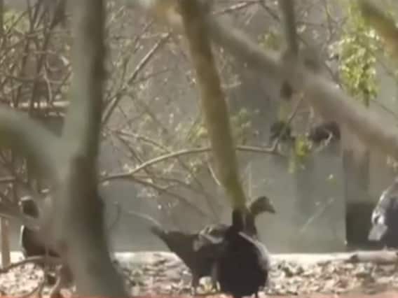 Kanpur Zoo में पक्षियों में Bird Flu की पुष्टि