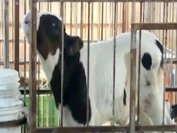 હવે મોદી સરકાર ગાયને લઇને નાગરિકોના જ્ઞાનની લેશે પરીક્ષા, જુઓ વીડિયો