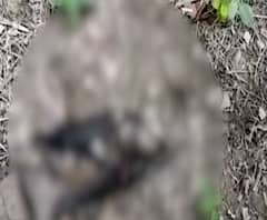 Bird Flu को लेकर UP सरकार हाई अलर्ट,पक्षियों के मरने का सिलसिला जारी