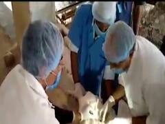 સુરતના માંગરોળમાં અશરફ પોલ્ટ્રી ફાર્મમાં 4 દિવસમાં 90થી વધુ મરઘાના શંકાસ્પદ મોત, જુઓ વીડિયો