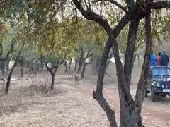 ગીરના જંગલમાં સિંહ અને કૂતરુ સામ સામે આવી ગયા, પછી જે થયું તે જોઇને નહીં થાય વિશ્વાસ