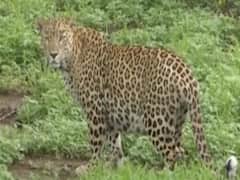 સૌરાષ્ટ્રમાં દી૫ડાની સંખ્યામાં 25 ટકાનો વધારો, માનવ હુમલા વધતાં દહેશતનો માહોલ