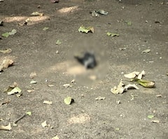 Bird Flu को लेकर UP में हाई अलर्ट