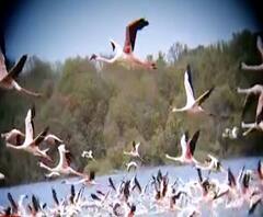 Flamingo | नवी मुंबईत परदेशी पाहुण्यांचं आगमन; फ्लेमिंगोना पाहण्यासाठी पक्षीप्रेमींची गर्दी