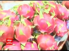 ડ્રેગન ફ્રૂટના નામકરણ બાદ કમલમ્ થયું વાયરલ, સોશિયલ મીડિયા પર આ રીતે ઉડી મજાક