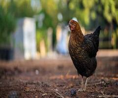 Bird Flu Virus: করোনা আবহের মধ্যেই ৫ রাজ্যে বার্ড ফ্লুর থাবা, মৃত্যু প্রচুর পাখির