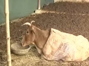 Will knowledge on 'cow science' get you a job? | Master Stroke 