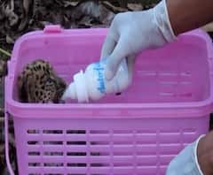 रत्नागिरीतील वनविभाग-प्राणीमित्रांच्या प्रयत्नांना यश, दुरावलेले बछडे अखेर आईच्या कुशीत