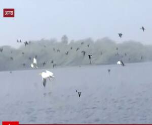 हजारों किलोमीटर दूर से Keetham lake पहुंचे हैं ये अनोखे परिंदे | Satte Pe Satta 