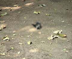 कोरोना वैक्सीन से राहत, बर्ड फ्लू आफत हाई अलर्ट पर सरकार ! ABP Ganga