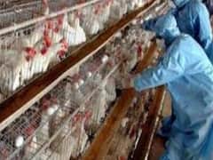 कोरोना के बीच देश में बर्ड फ्लू की आहट | पंचनामा 