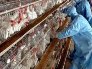 कोरोना के बीच देश में बर्ड फ्लू की आहट | पंचनामा 