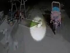 ગીર સોમનાથઃ બતક પાછળ દીપડાએ લગાવી દોટ, શ્વાને બચાવવાનો કર્યો પ્રયાસ