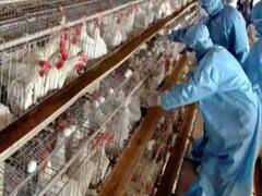 Bird Flu : बर्ड फ्लू पर हरकत में सरकारें, शिवराज ने की मीटिंग, केंद्र ने जारी किए 12 हॉटस्पॉट के नाम