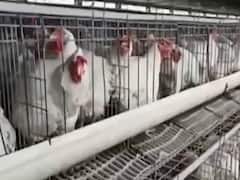 Delhi में Bird Flu की आशंका, Mayur Vihar के पार्क में मिले मृत कौवे